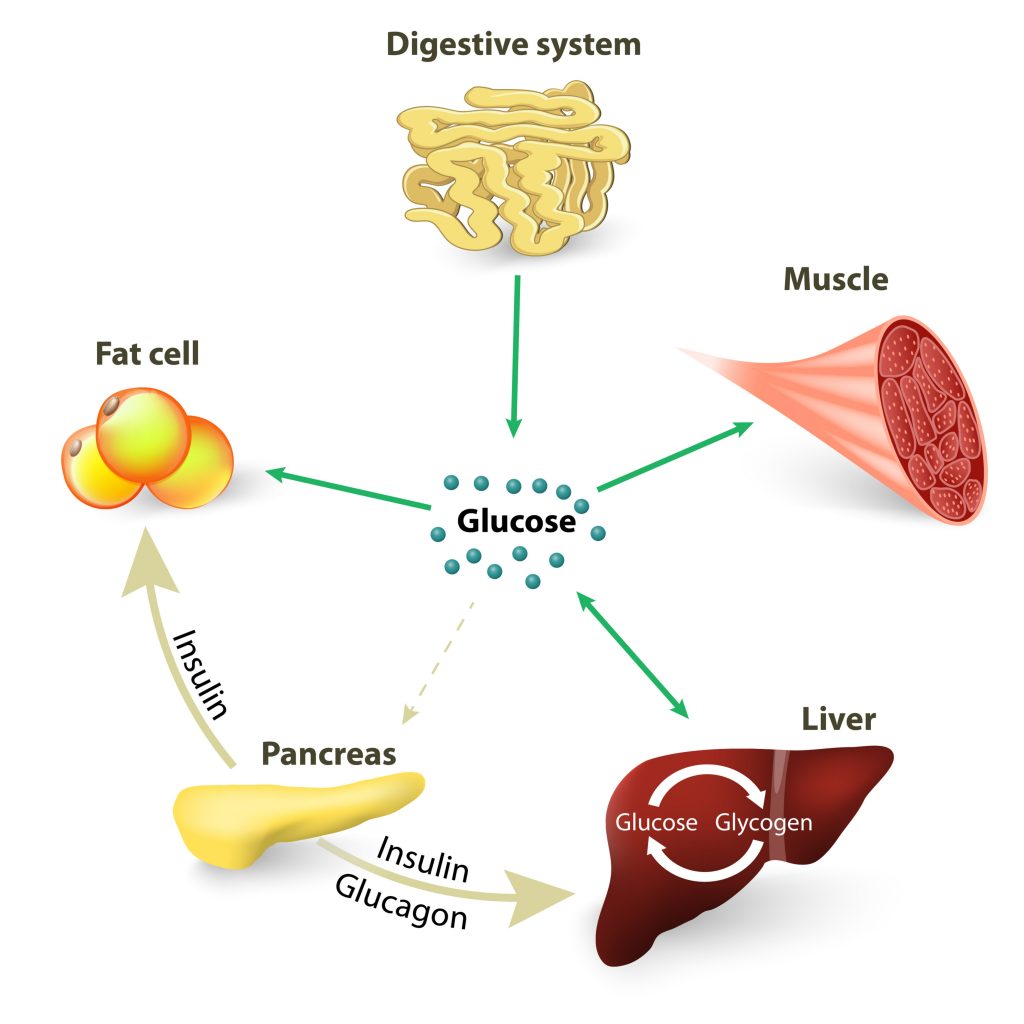 what is the source of glucagon hormone