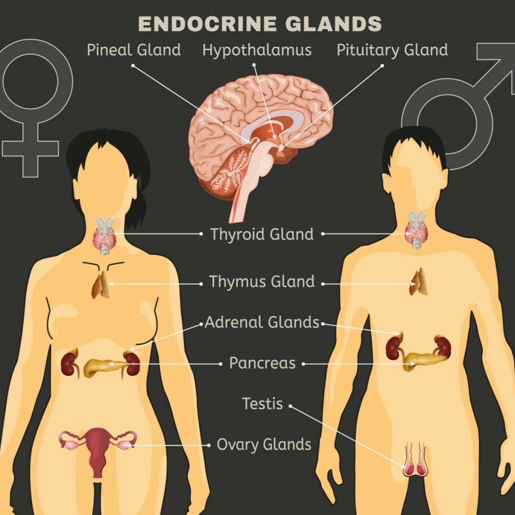 hormones endocrine system elementary
